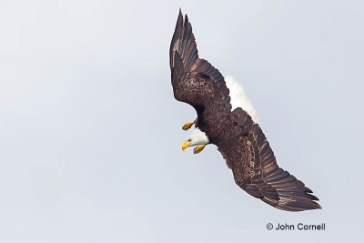 Bald-Eagle;Eagle;Flying-Bird;Forage;Haliaeetus-leucocephalus;Photography;action;